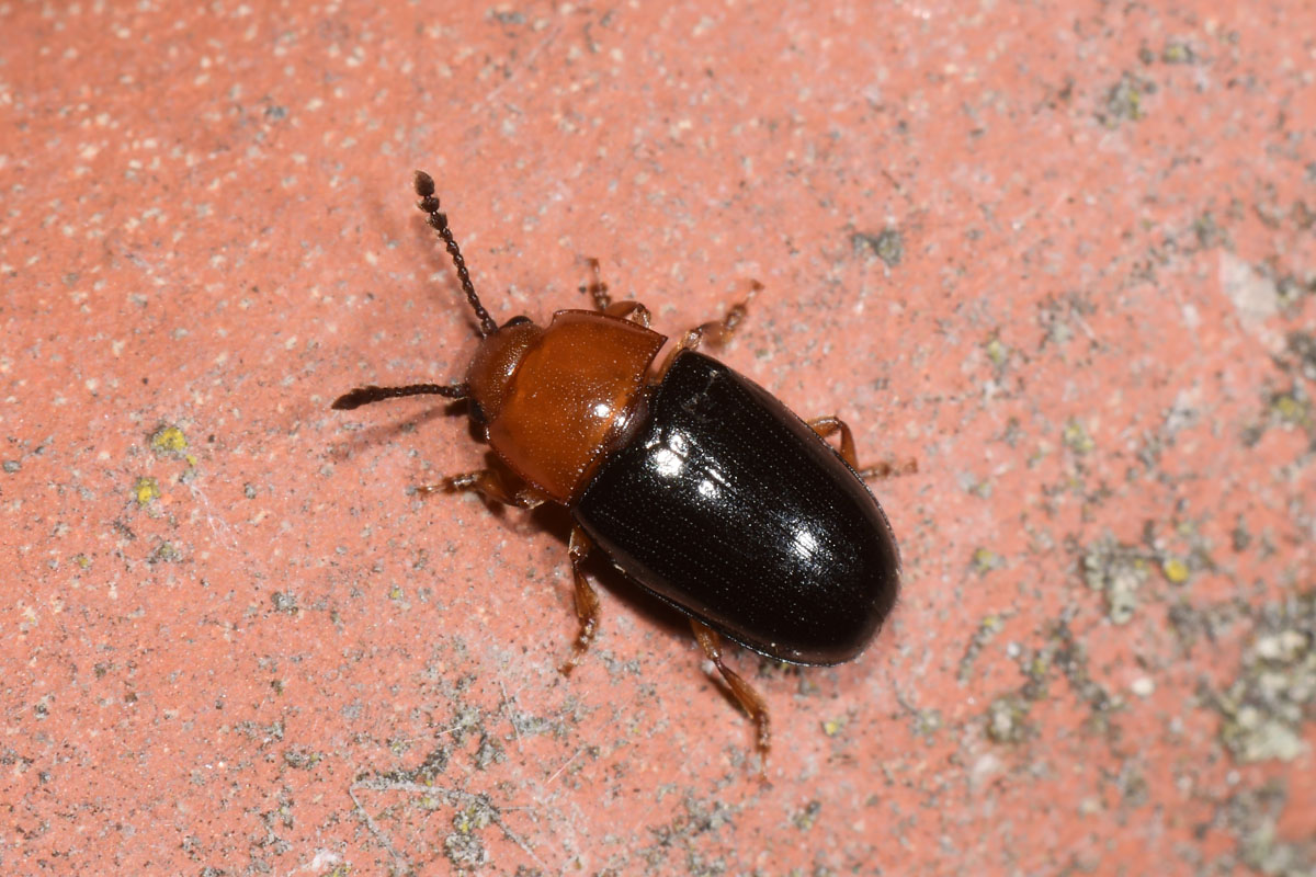 Erotylidae: Triplax russica